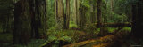 Trees in a Forest, Hoh Rainforest, Olympic National Park, Washington, USA Photographie par Panoramic Images 
