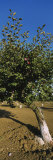 Close-Up of a Plum Tree in an Orchard, Gilroy, California, USA Photographic Print by Panoramic Images 