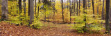 Stream Flowing Through a Forest, Emery Park, East Aurora, Erie County, New York, USA Lámina fotográfica por Panoramic Images