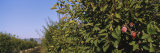 Road Along an Orchard of Plum Trees, Gilroy, California, USA Photographic Print by Panoramic Images 