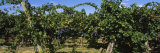 Bunch of Grapes in a Vineyard, Prosser, Yakima Valley Appellation, Washington, USA Photographic Print by Panoramic Images 