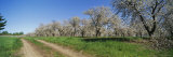 Dirt Road Passing Through a Cherry Orchard, Leelanau Peninsula, Michigan, USA Photographic Print by Panoramic Images 