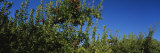 Apple Orchard, Wenatchee, Chelan County, Washington, USA Photographic Print by Panoramic Images 