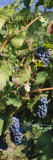 Close-Up of Red Grapes in a Vineyard, Finger Lake, New York, USA Photographic Print by Panoramic Images 