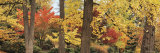 Trees in a Forest Lámina fotográfica por Panoramic Images Trees in a Forest Lámina fotográfica por Panoramic Images