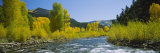 River Flowing in the Forest, San Miguel River, Colorado, USA Lámina fotográfica por Panoramic Images