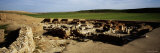 Old Ruins of Ebla, Syria Photographic Print by Panoramic Images 