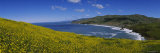 Wildflowers at the Marin Headlands, California, USA Photographic Print by Panoramic Images Wildflowers at the Marin Headlands, California, USA Photographic Print by Panoramic Images