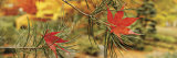 Maple Leaves Stuck on a Pine Tree Branch, Oregon, USA Lámina fotográfica por Panoramic Images
