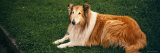 Close-Up of a Bearded Collie, Bunratty Castle, County Limerick, Republic of Ireland Photographic Print by Panoramic Images