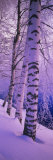 Birch Trees at the Frozen Riverside, Vuoksi River, Imatra, Finland Photographic Print by Panoramic Images 