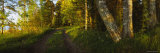Dirt Road Along a Lake, Joutseno, Finland Photographic Print by Panoramic Images 