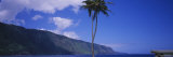 Palm Tree Near a Bay, Awahua Bay, Pacific Ocean, Kalaupapa, Molokai, Hawaii, USA Lámina fotográfica por Panoramic Images