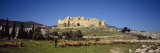 Flock of Sheep Grazing on a Pasture, Misyaf Castle, Misyaf, Syria Lámina fotográfica por Panoramic Images