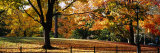 Trees in a Forest, Central Park, Manhattan, New York City, New York, USA Photographic Print by Panoramic Images 