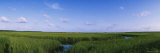 Tall Grass in a Swamp, Savannah, Georgia, USA Photographic Print by Panoramic Images 
