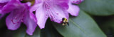 Close-Up of a Bumblebee on a Flower Impressão fotográfica por Panoramic Images Close-Up of a Bumblebee on a Flower Impressão fotográfica por Panoramic Images