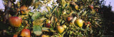 Close-Up of Apple Trees in an Orchard, Weinsberg, Heilbronn, Stuttgart, Baden-Wurttemberg, Germany Photographic Print by Panoramic Images 