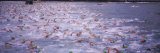 Triathlon Athletes Swimming in Water in a Race, Ironman, Kailua Kona, Hawaii, USA Photographie par Panoramic Images 