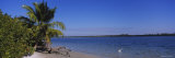 Palm Trees on Fort Myers Beach, Bowditch Point Regional Park, Gulf of Mexico, Florida, USA Photographie par Panoramic Images 