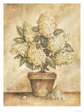 Potted White Hydrangea Giclee Print by Tina Chaden