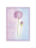 Allium Giganteum Giclee Print by Nicola Rabbett