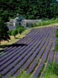 Senaque Abbey and Lavender Fields, Gordes, Provence, France Photographic Print by Steve Vidler