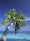 Tropical Beach at Maldives, Indian Ocean Photographic Print by Jon Arnold