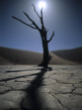 Dead Vlei Salt Pan, Sossusvlei, Namibia Photographic Print by Otto Bathurst
