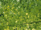 Beech Leaves Photographic Print by Jon Arnold