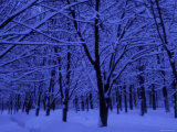 Forest in Winter, Russia Photographic Print by Demetrio Carrasco