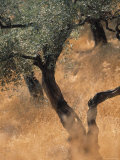 Olive Tree, Turkey Photographie par Jon Arnold