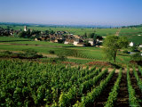 Village and Vineyards, Pernand Vergelesses, Burgundy, France Photographic Print by Steve Vidler