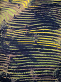 Terraced Hillside, Nepal Photographic Print by Jon Arnold