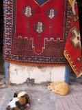 Morocco, Essaouira, Medina, Cats Sit Next to Carpets Hanging Ouside Shop Photographic Print by Jane Sweeney