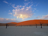 Red dunes and dead acacia tree, Dead Vlei, Namib-Naukluft-Sossusvlei, Namibia Fotografie-Druck von Gavin Hellier