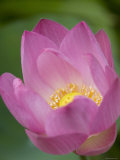Lotus Flower, Bangkok, Thailand Photographic Print by Russell Young
