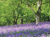 Bluebells in Woods, Springtime Photographic Print by Jon Arnold