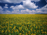 Sunflower Field, Provence, France Photographic Print by Jon Arnold