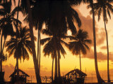 Palm Trees at Sunset, Zanzibar, Tanzania Photographic Print by Peter Adams