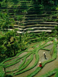 Ubud, Rice Terraces, Bali, Indonesia Fotografie-Druck von Steve Vidler