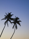 Salalah Beach, Palm Trees, Salalah, Dhofar Region, Oman Lámina fotográfica por Walter Bibikow Salalah Beach, Palm Trees, Salalah, Dhofar Region, Oman Lámina fotográfica por Walter Bibikow