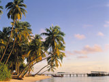 Tropical Beach and Palm Trees, Maldives, Indian Ocean Photographic Print by Danielle Gali