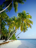 Palm Trees and Tropical Beach, Maldive Islands, Indian Ocean Photographie par Steve Vidler