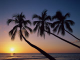 Palm Trees and Tropical Beach, Maldive Islands, Indian Ocean Photographic Print by Steve Vidler