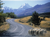 Sheep Nr. Mt. Cook, New Zealand Fotografie-Druck von Peter Adams