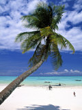 Palm Tree and Beach, Zanzibar, Tanzania Photographic Print by Peter Adams
