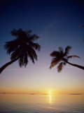 Palm Trees and Tropical Beach, Maldive Islands, Indian Ocean Photographic Print by Steve Vidler
