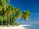 Palm Trees and Tropical Beach, Maldive Islands, Indian Ocean Fotografie-Druck von Steve Vidler