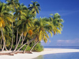 Tropical Beach and Palm Trees, Maldives, Indian Ocean Photographic Print by Danielle Gali